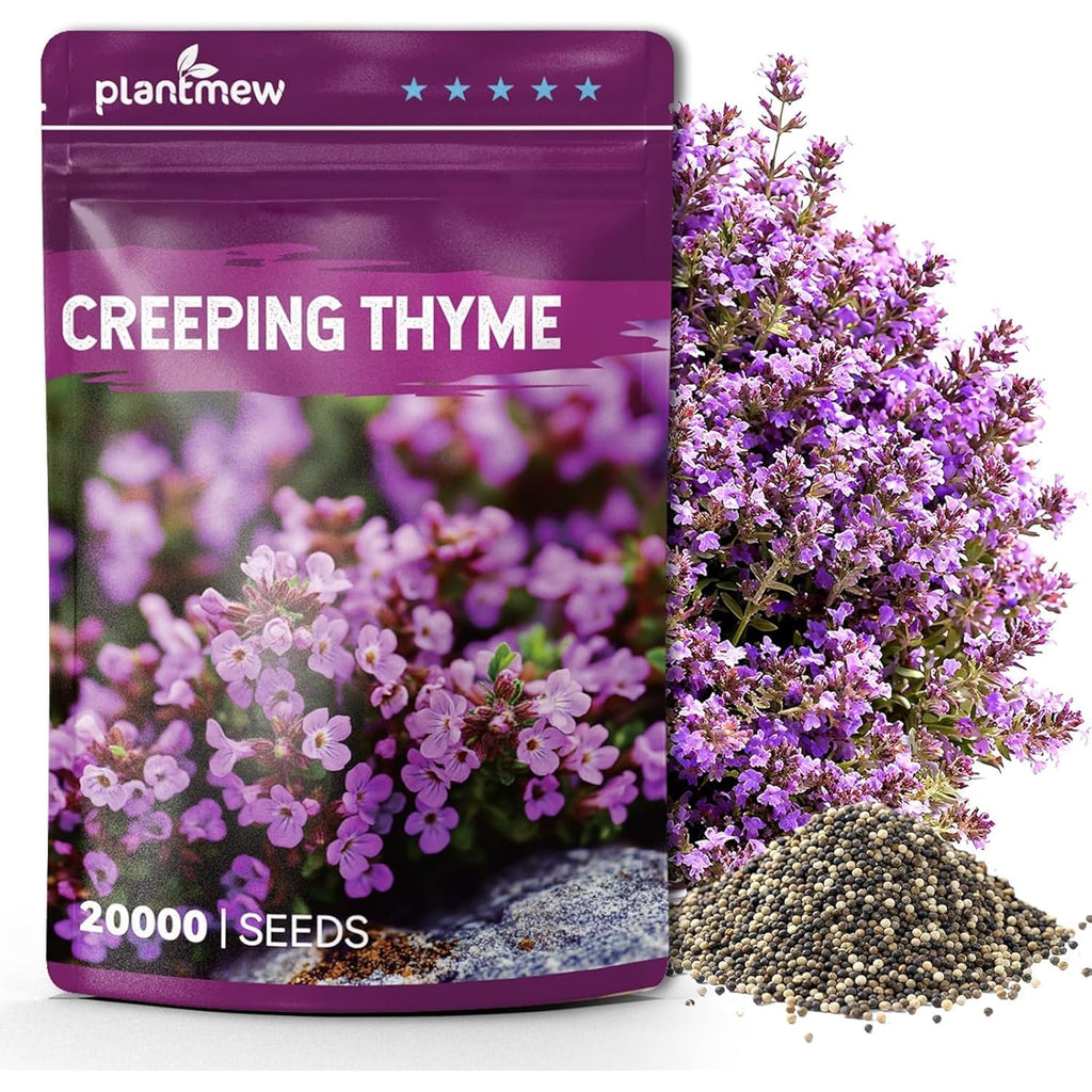 20000+ Creeping Thyme Seeds (Thymus Serpyllum), Ground Cover Seeds, Fragrant Lawn Alternative For Garden, Paths & Landscaping (10G / 0.35 Oz)