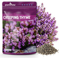 20000+ Creeping Thyme Seeds (Thymus Serpyllum), Ground Cover Seeds, Fragrant Lawn Alternative For Garden, Paths & Landscaping (10G / 0.35 Oz)