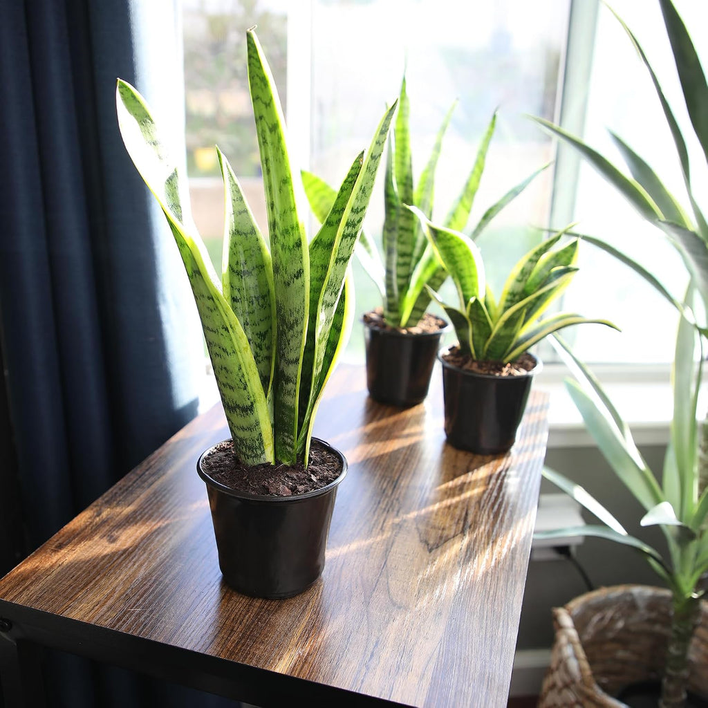 Altman Plants Live Snake Plant (Laurentii), Approx. 30" Tall, Virtually Indestructible, Easy Succulent Houseplant, 4 In Pot