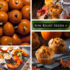 Sow Right Seeds - Small Sugar Pumpkin Seed For Planting - Non-Gmo Heirloom Packet With Instructions To Plant A Home Vegetable Garden - Mini Orange Sugar Variety On Long Vines - Fast Growing (1)