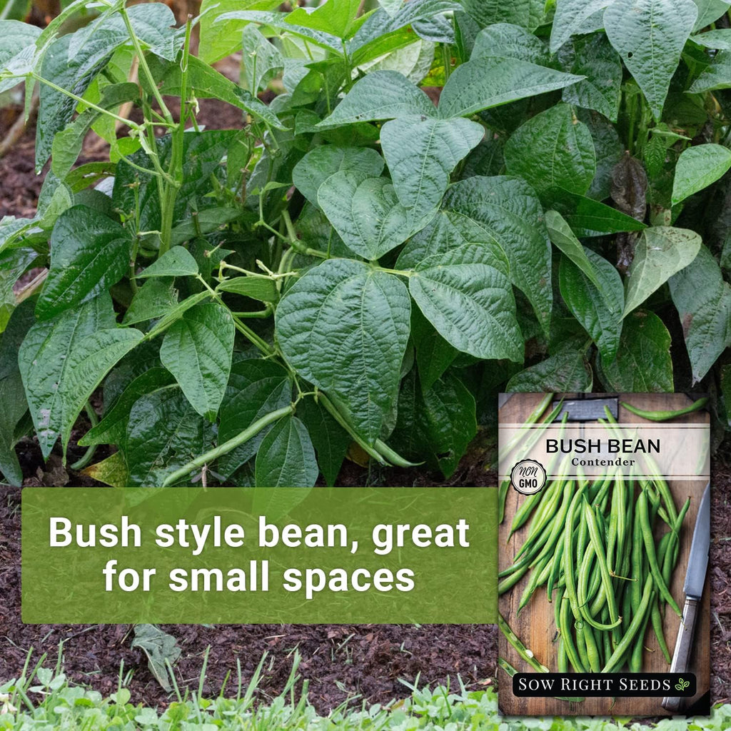 Sow Right Seeds - Contender Bush Bean Seed For Planting Green Beans Garden | Plant Stringless Non-Gmo Heirloom Variety For Home Outdoors Vegetable Gardening. Popular Fresh Veggies For Growing Outside.