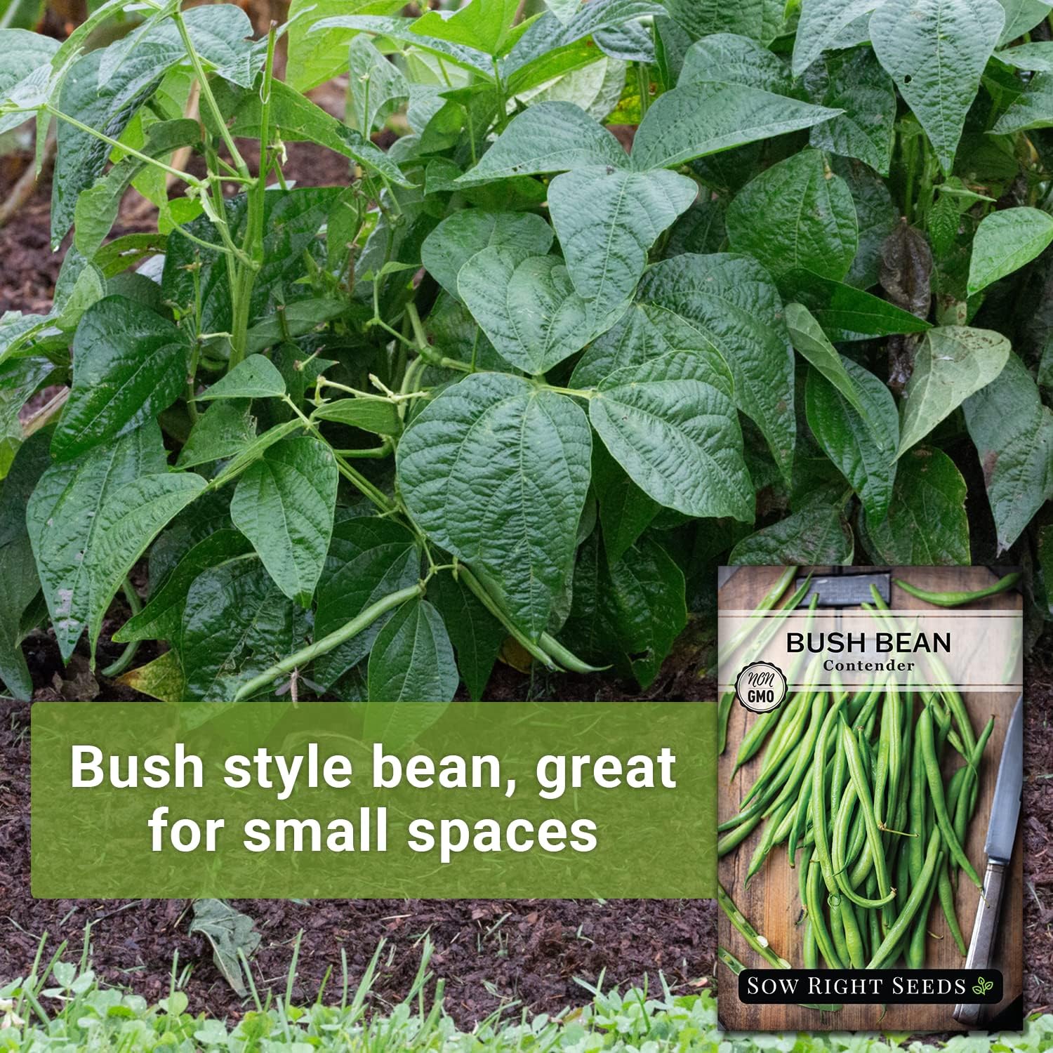Sow Right Seeds - Contender Bush Bean Seed For Planting Green Beans Garden | Plant Stringless Non-Gmo Heirloom Variety For Home Outdoors Vegetable Gardening. Popular Fresh Veggies For Growing Outside.