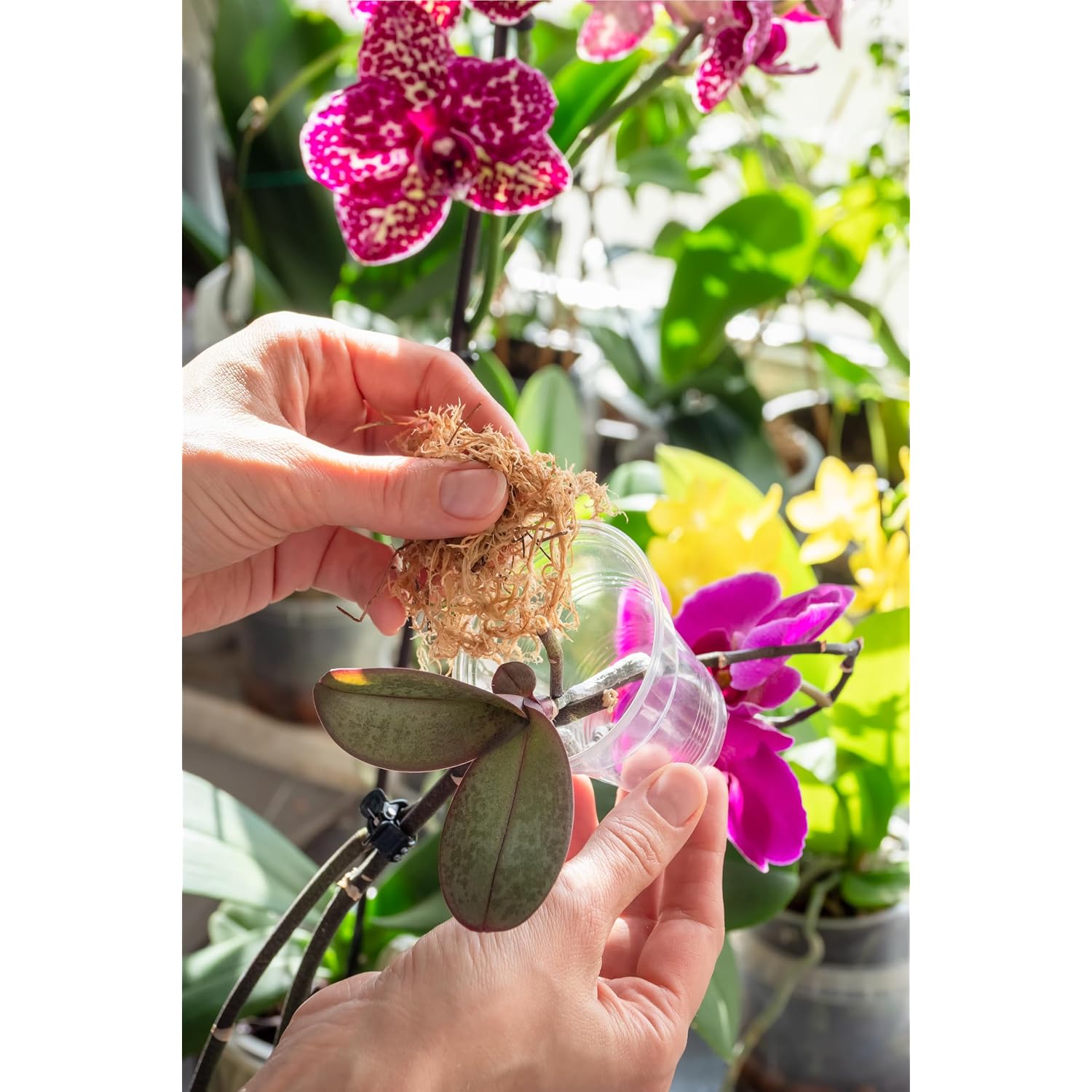 Better-Gro Sphagnum Moss - 100% Natural, Long-Fiber Moss For Orchids, Ferns, And Hostas, Excellent For Hanging Baskets And Propagating Plants - 240 Cubic Inches