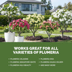 Plumeria Fertilizer – Liquid Plant Food For More Blooms, Healthy Tropical Growth & Stronger Root Development, 8 Oz