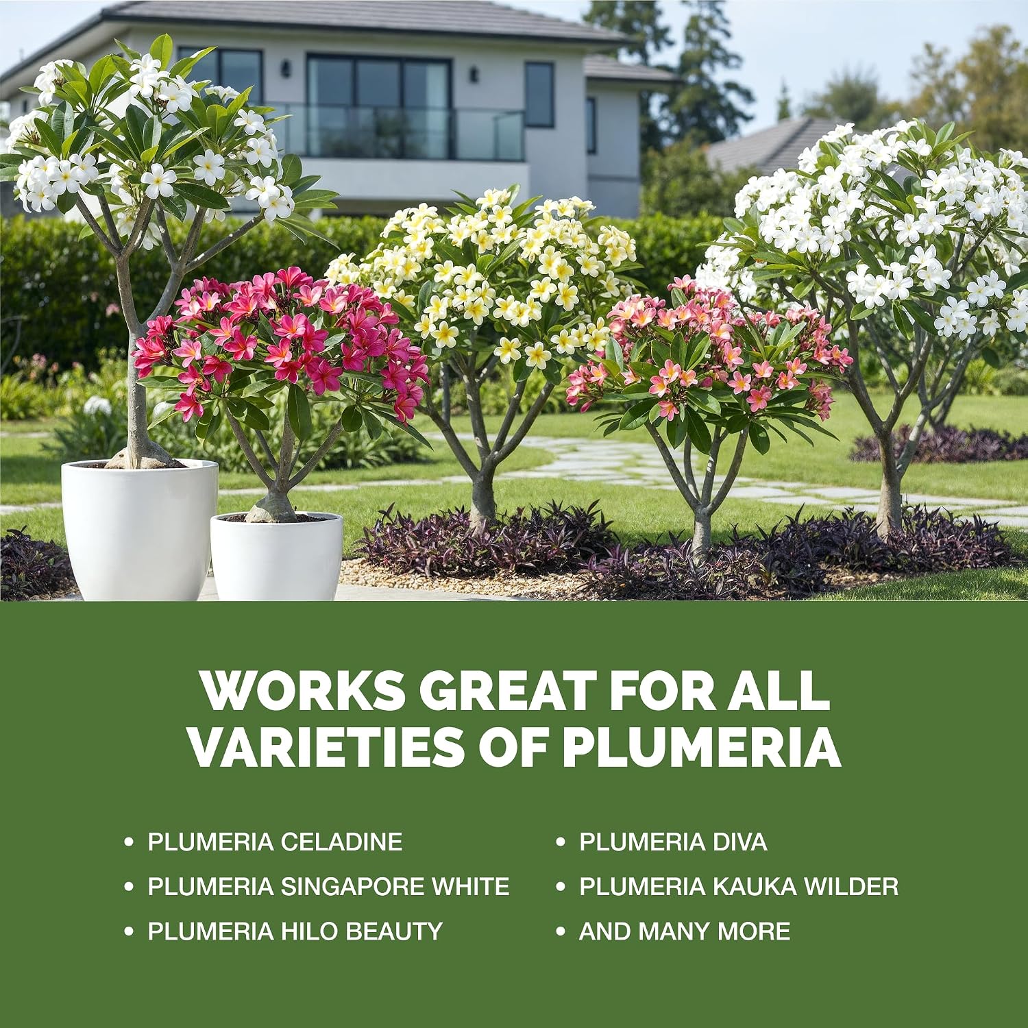 Plumeria Fertilizer – Liquid Plant Food For More Blooms, Healthy Tropical Growth & Stronger Root Development, 8 Oz