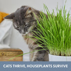The Cat Ladies Cat Grass Refill Kit 100% Organic Cat Grass Seed And Coco Coir Soil Disks - 3 Pack