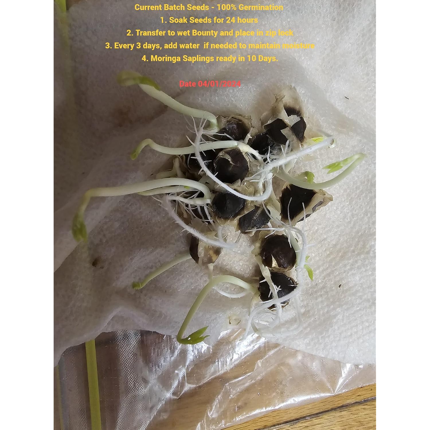 100 Moringa Seeds Approx | Moringa Seeds For Planting | Excellent Germination | Premium Grade Pkm1 | Semillas De Moringaa Seed | Malunggay