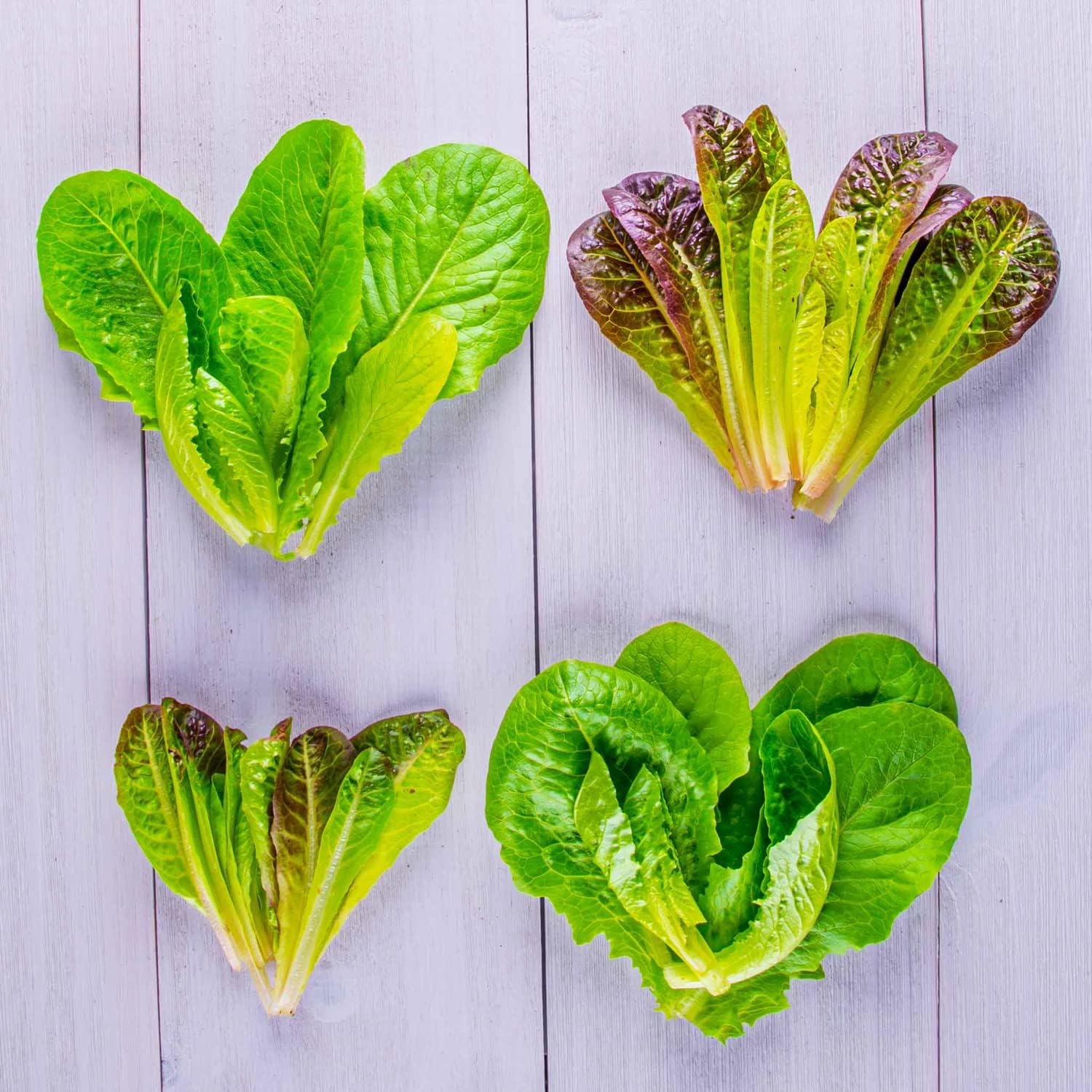 Aerogarden Mixed Romaine Lettuce Seed Pod Kit, 9-Pod | Lettuce Seed Pod Kit For Aerogarden Hydroponic Indoor Gardens