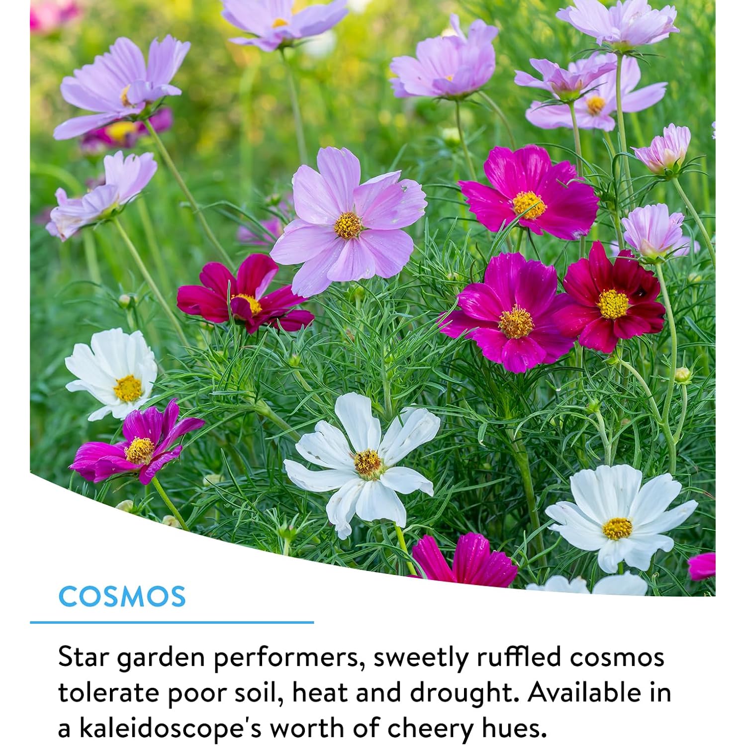 Burpee Wildflower 25,000 Bulk, 1 Bag 18 Varieties Of Non-Gmo Flower Seeds For Hummingbirds And Butterflies