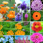 25,000+ Wildflower Seeds Mix 1 Oz, 24 Varieties Perennial & Annual Seeds For Hummingbirds And Butterflies, High Germination Flower Seeds Throw And Grow To Plant Outside, No Filler
