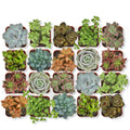 Altman Plants, Live Succulent Plants (20 Pack) Assorted Potted Succulents Plants Live House Plants In Cacti And Succulent Soil Mix, Cactus Plants Live Indoor Plants Live Houseplants In Planter Pots