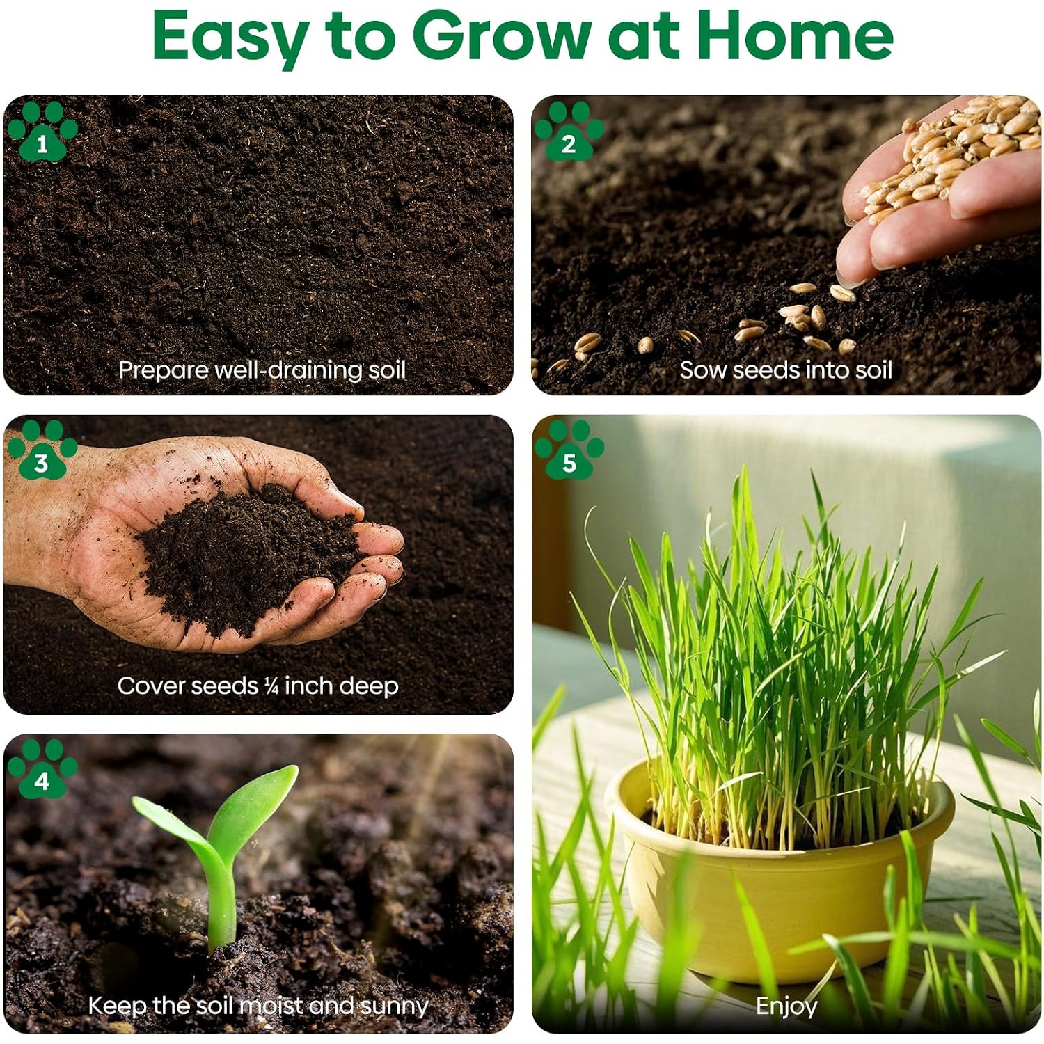 Cat Grass Seeds 4 Oz | Wheat & Oat Seeds Mix