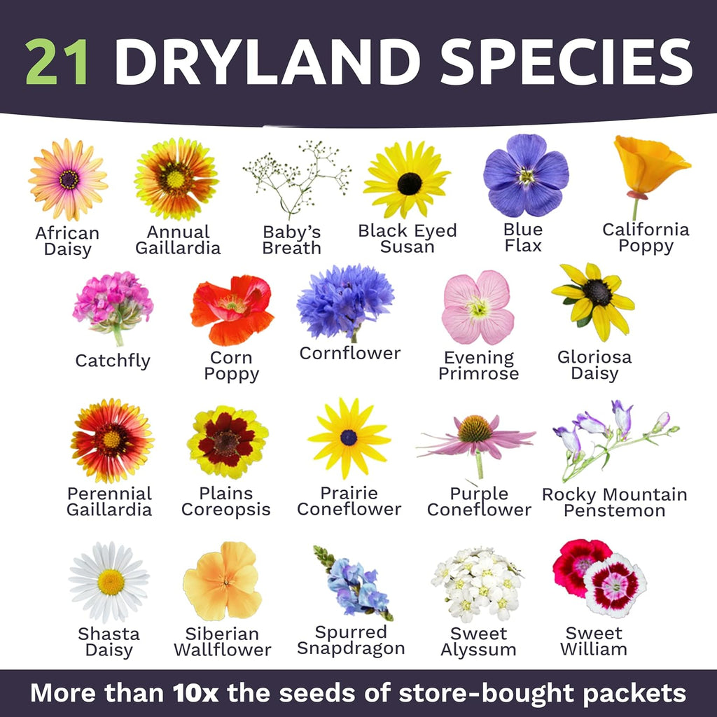 Drought Tolerant Wildflowers Mix – Extra Large Packet – Over 7,500 Open Pollinated Non-Gmo Seeds – 21 Different Dryland Species