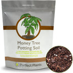 Perfect Plants Money Tree Potting Soil 4Qt | Organic Coco Coir Based Plant Mix For Indoor Trees | Quickly Grow Your Indoor Forest