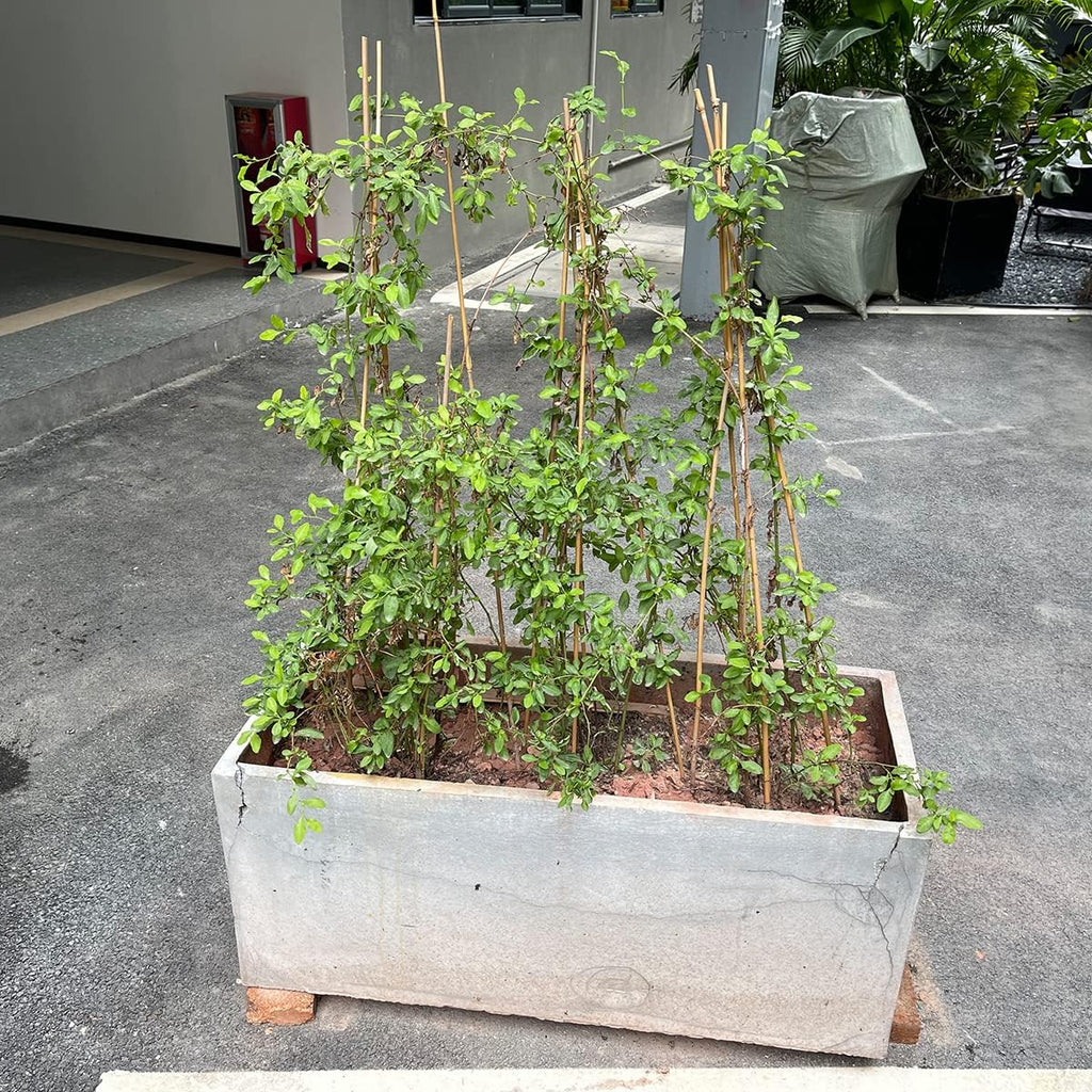 Plant Stakes,18 Inches Natural Garden Bamboo Sticks,Bovitro 20Pcs Plant Support Stakes For Tomatoes,Beans,Vegetable And Potted Plants