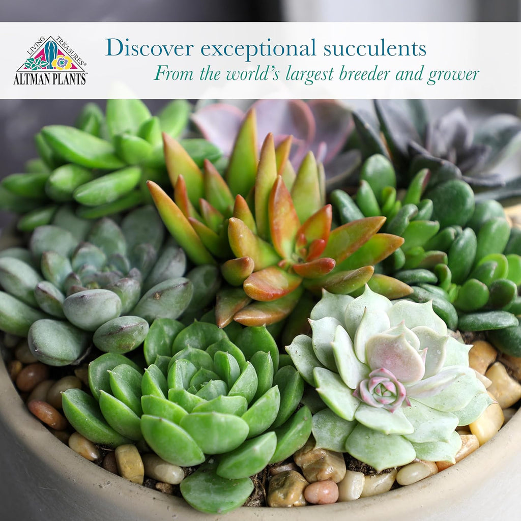 Altman Plants, Live Succulent Plants (20 Pack) Assorted Potted Succulents Plants Live House Plants In Cacti And Succulent Soil Mix, Cactus Plants Live Indoor Plants Live Houseplants In Planter Pots
