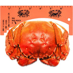 Lakei Crab Gauge, Measure For Dungeness, Blue Crab, Rock Crab, Lobste