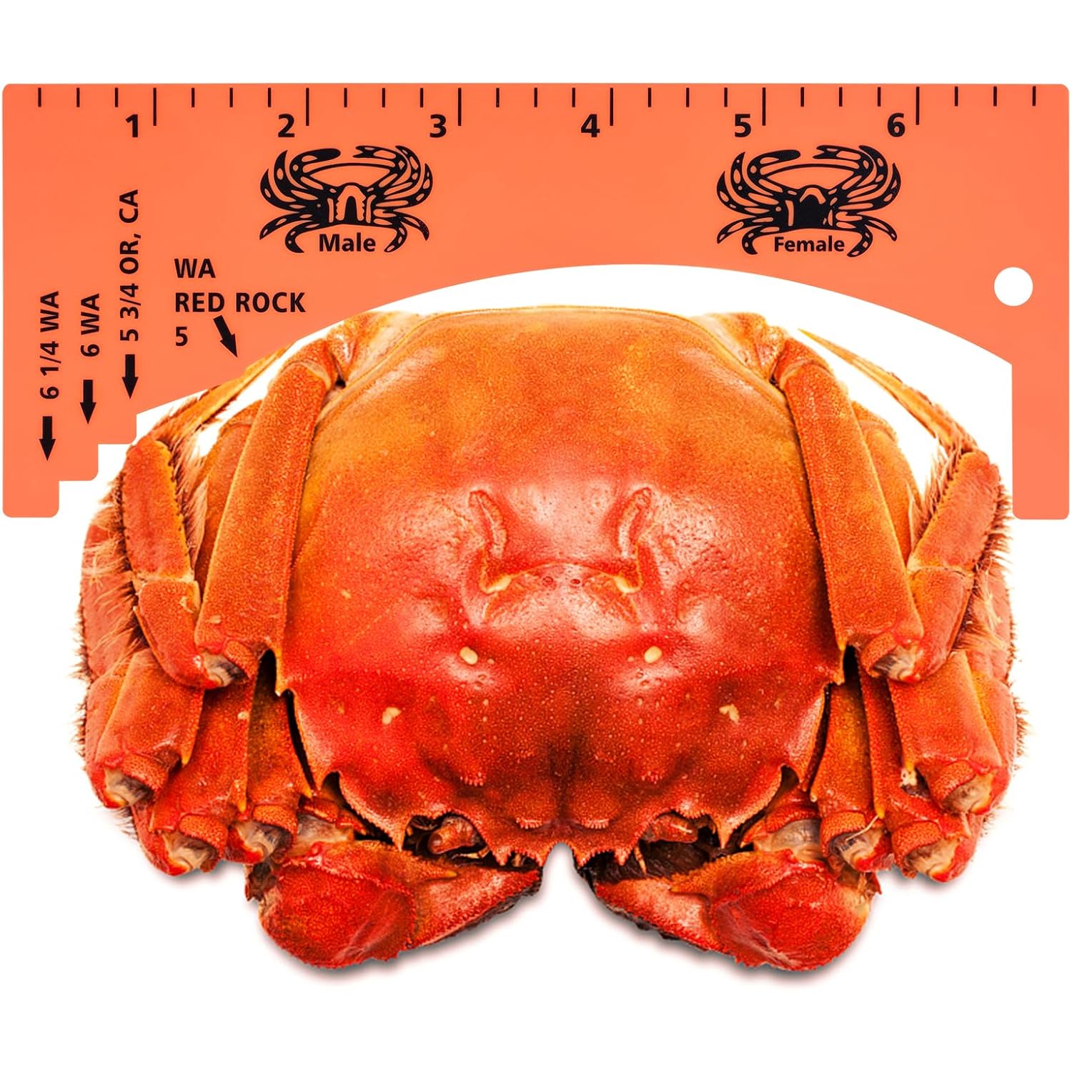 Lakei Crab Gauge, Measure For Dungeness, Blue Crab, Rock Crab, Lobste