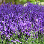 Lavender Seeds For Planting, English Lavender Seeds Indoor & Outdoor, 7000+ Heirloom Seeds, High Germination, Easy To Grow, Fragrant Flowers, Culinary & Crafts (0.7 Oz)