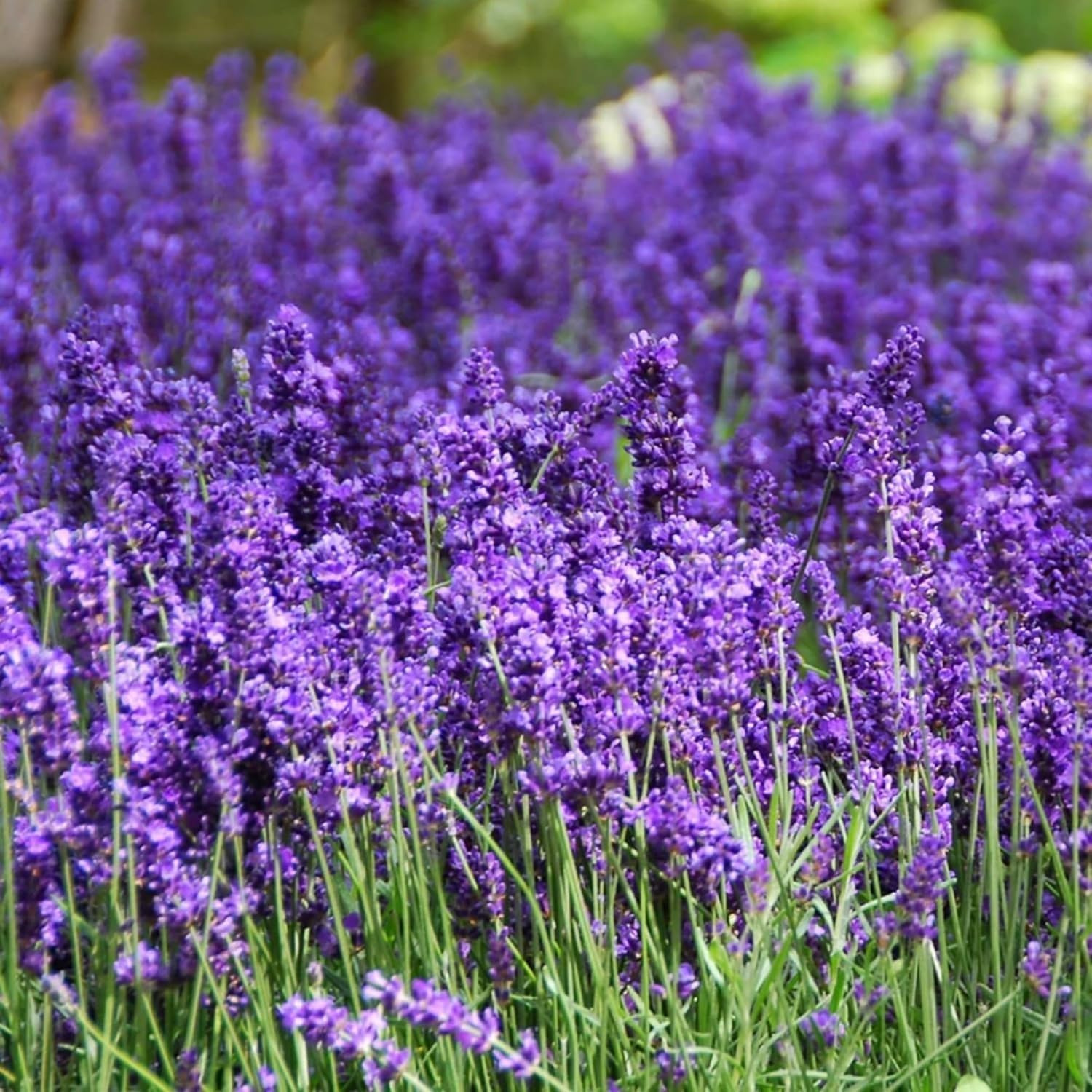 Lavender Seeds For Planting, English Lavender Seeds Indoor & Outdoor, 7000+ Heirloom Seeds, High Germination, Easy To Grow, Fragrant Flowers, Culinary & Crafts (0.7 Oz)