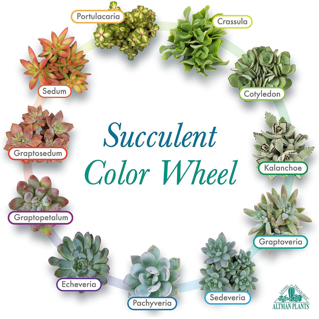 Altman Plants, Live Succulent Plants (20 Pack) Assorted Potted Succulents Plants Live House Plants In Cacti And Succulent Soil Mix, Cactus Plants Live Indoor Plants Live Houseplants In Planter Pots