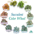 Altman Plants, Live Succulent Plants (20 Pack) Assorted Potted Succulents Plants Live House Plants In Cacti And Succulent Soil Mix, Cactus Plants Live Indoor Plants Live Houseplants In Planter Pots