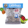 Natures Good Guys 1500 Live Ladybugs - Good Bugs- Ladybugs - Guaranteed Live Delivery!