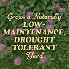O.M. Scott & Sons Strawberry Clover Seed, 2 Lbs. | Lawn Seed Grows A Naturally Low Maintenance, Drought-Tolerant Lawn, 1,000 Sq. Ft.