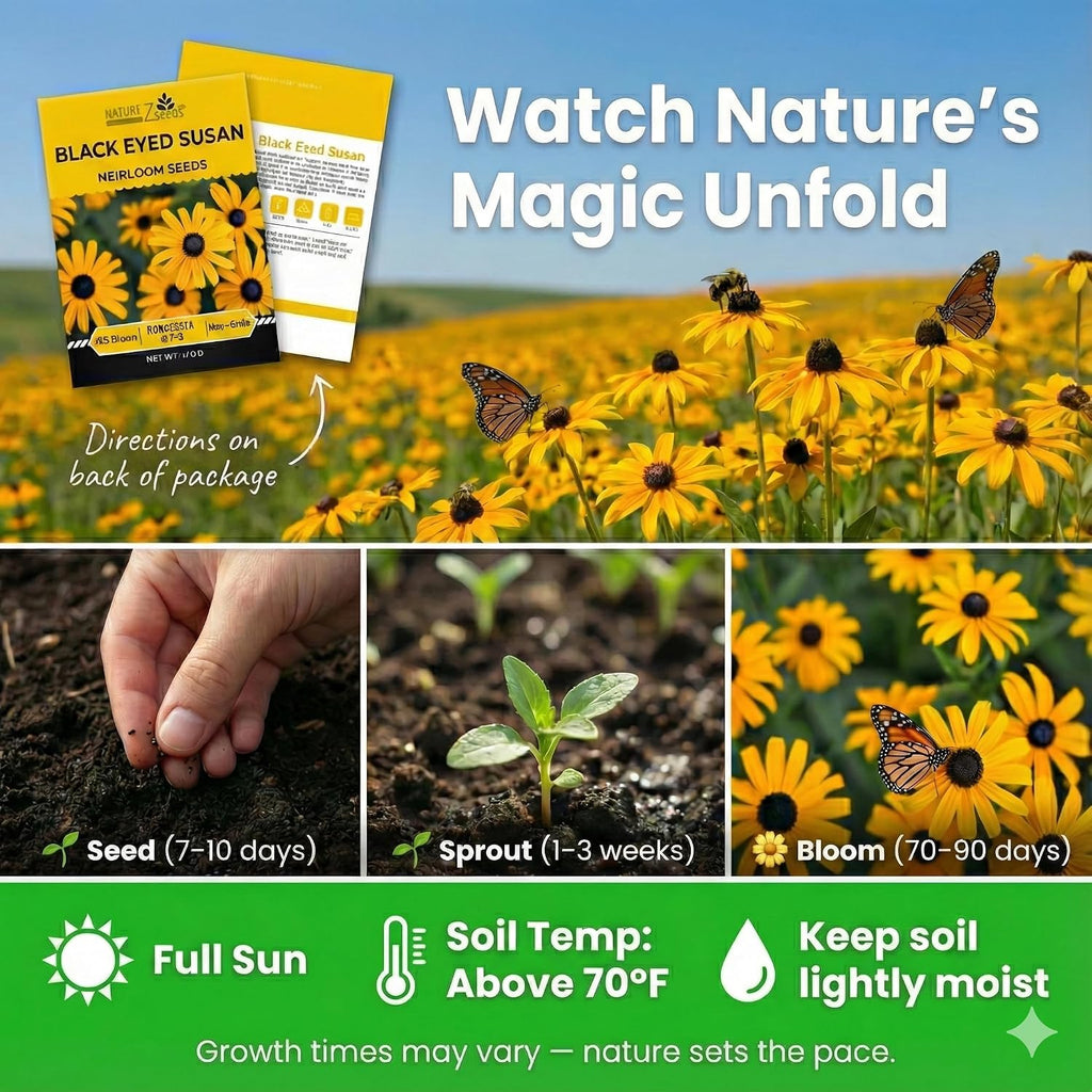 Black Eyed Susan Seeds For Planting, 5000 Seeds, Giving You Beautiful Black Eyed Susan Flowers, Non-Gmo, Heirloom Seed Varieties