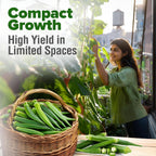 Home Grown Clemson Spineless Okra Seeds 101+ Heirloom Non-Gmo Vegetable Seeds For Planting, Easy To Grow Summer Garden, High Germination, Heat Tolerant, Tender Green Pods (Abelmoschus Esculentus)