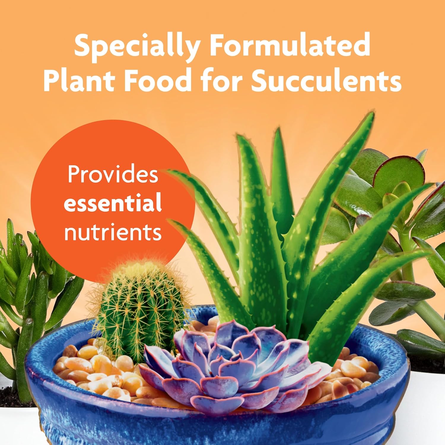 Miracle-Gro Succulent Plant Food - Liquid Fertilizer For Succulents And Cacti Including Jade And Aloe, Feed Every 2 Weeks - 8 Fl. Oz. (2 Pack)