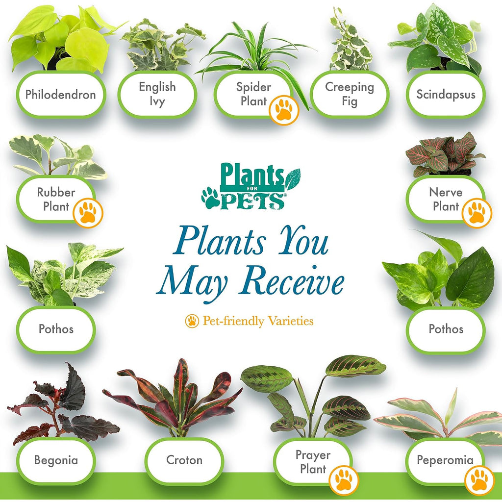 Easy To Grow Live Houseplants (6 Pack), Deluxe Collection Of Assorted Air Purifying Indoor Plants, Peperomia, Spider Plants, No Duplicates, Pothos, Easy Plant Care, 2 In Pots, Begonia, Croton