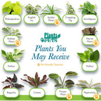 Easy To Grow Live Houseplants (6 Pack), Deluxe Collection Of Assorted Air Purifying Indoor Plants, Peperomia, Spider Plants, No Duplicates, Pothos, Easy Plant Care, 2 In Pots, Begonia, Croton