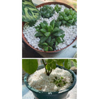 10Qt Organic Perlite Horticultural Soil Amendment For Plants And Enhanced Drainage Enhanced