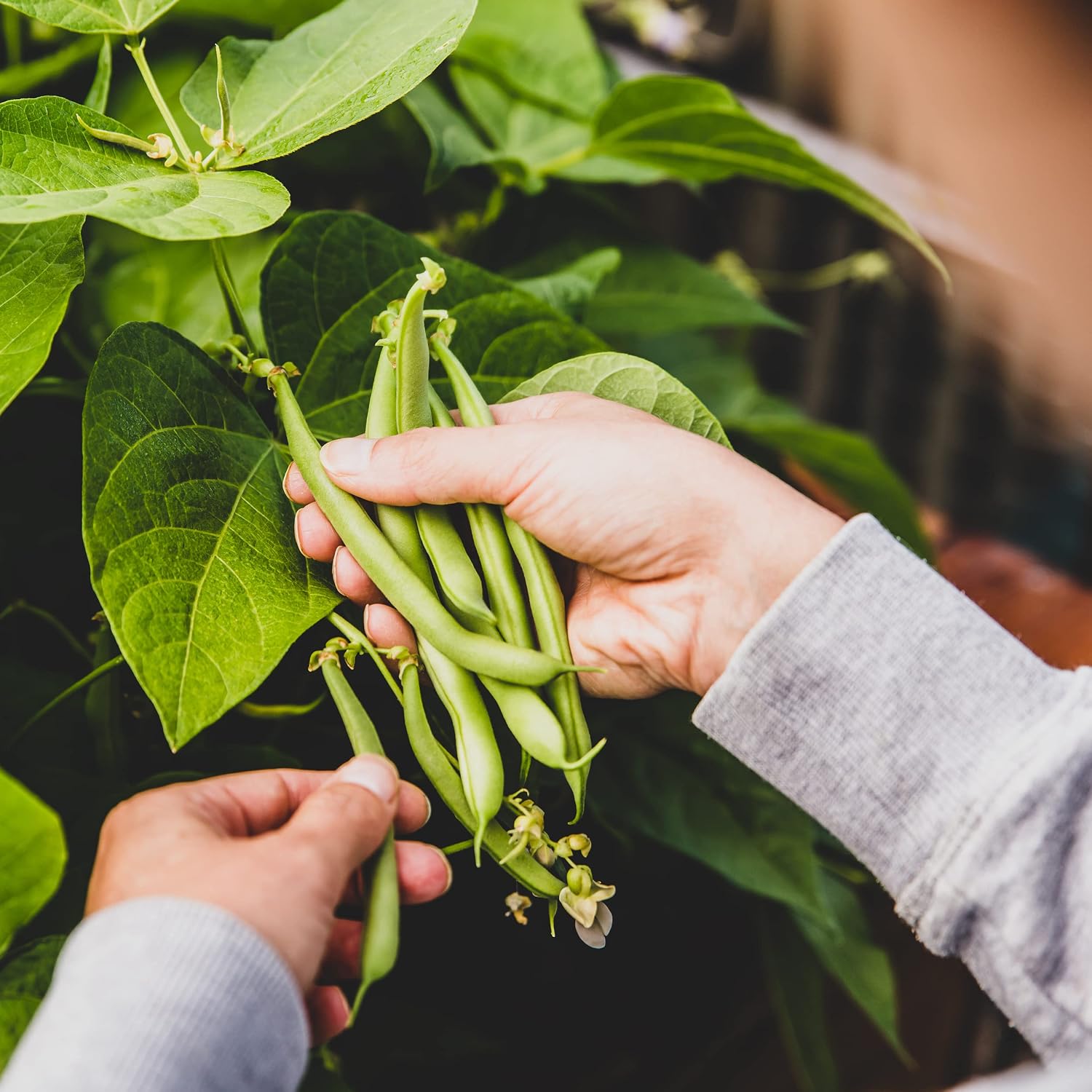 The Old Farmer'S Almanac Heirloom Organic Bush Bean Seeds (Blue Lake) - Approx 45 Seeds - Certified Organic, Non-Gmo, Open Pollinated, Heirloom, Usa Origin