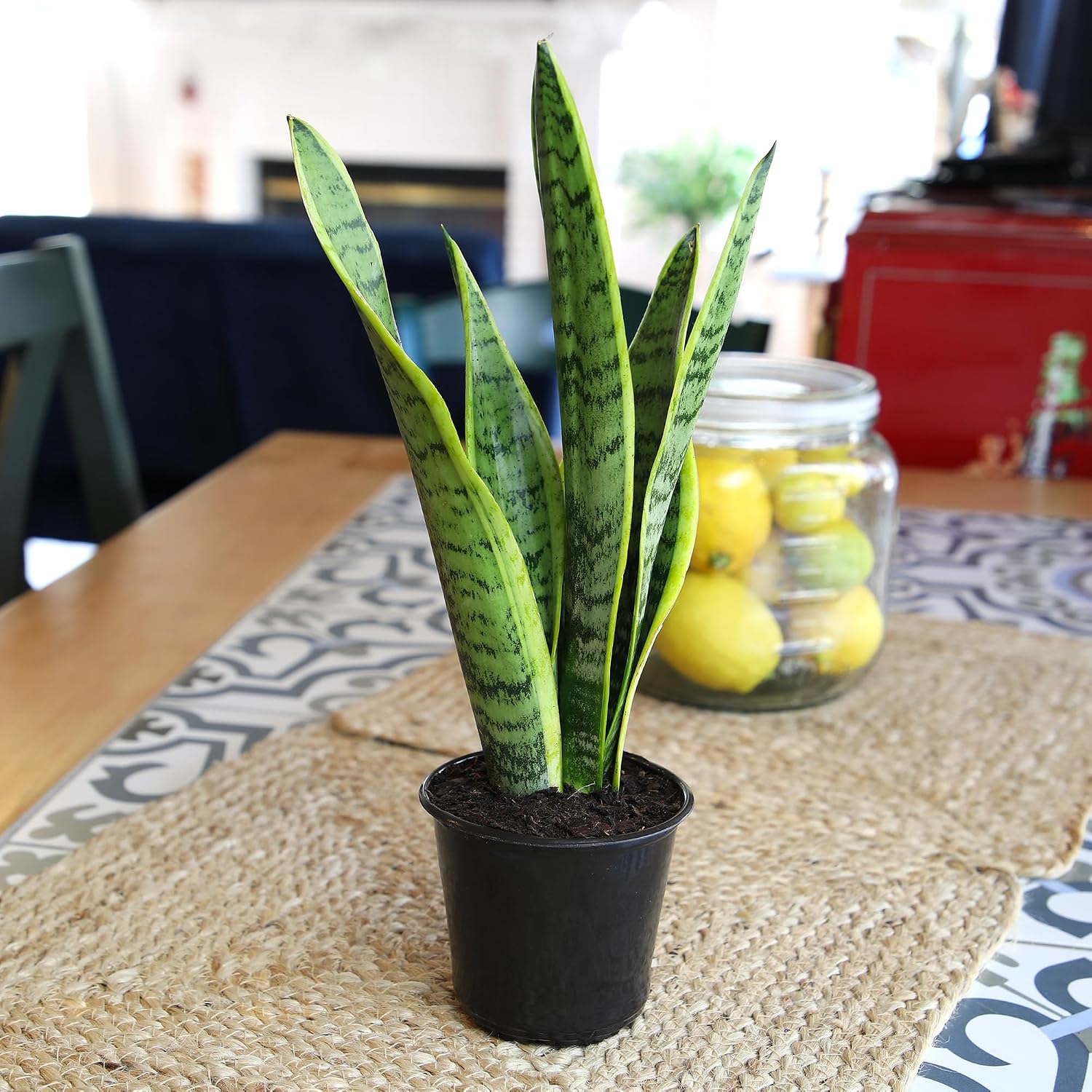Altman Plants Live Snake Plant (Laurentii), Approx. 30" Tall, Virtually Indestructible, Easy Succulent Houseplant, 4 In Pot