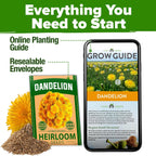 Home Grown Dandelion Seeds For Planting 600 Heirloom Medicinal Herb Seeds (~0.3G) Non Gmo Grow Edible Leaves And Flowers For Remedies Or Wildlife (Taraxacum Officinale)