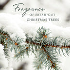 Thymes Reed Diffuser Oil Refill – Fragrance Oil For Diffuser Refill – Flameless Home Fragrance Products – Home Luxury Scents With Notes Of Crisp Fir, Cedarwood & Sandalwood (Frasier Fir, 7.75 Fl Oz)