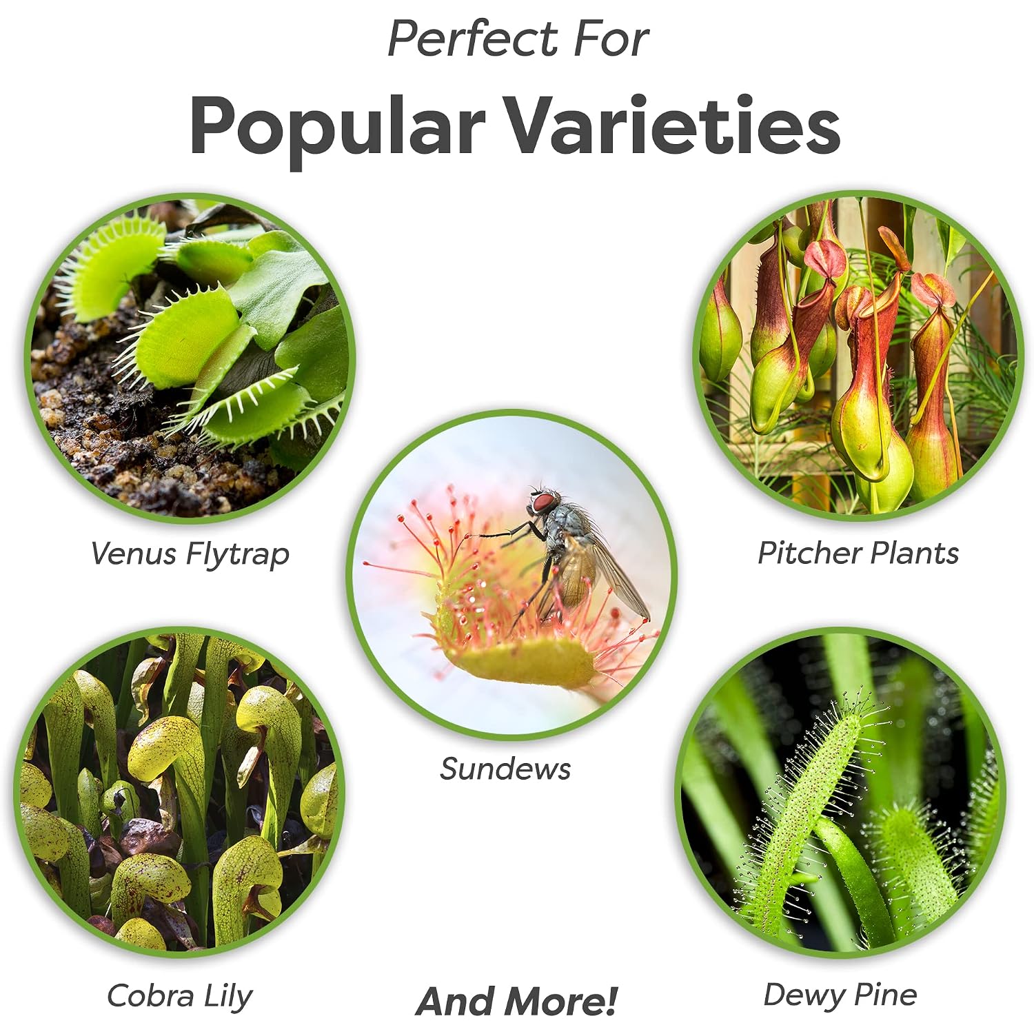 Perfect Plants Carnivorous Plant Soil | 4 Qts. Organic Premium Mix | Use With Venus Fly Traps, Pitcher Plants, Or Other Carnivorous Plants