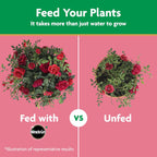 Miracle-Gro Water Soluble Rose Plant Food, 1.5 Lb