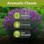 2000 English Lavender Seeds For Planting Outdoor & Indoor (Lavandula Angustifolia) – True Lavender Flowers, Heirloom Perennial, Non-Gmo – Herb Seeds For Outdoor Garden, Flower Beds