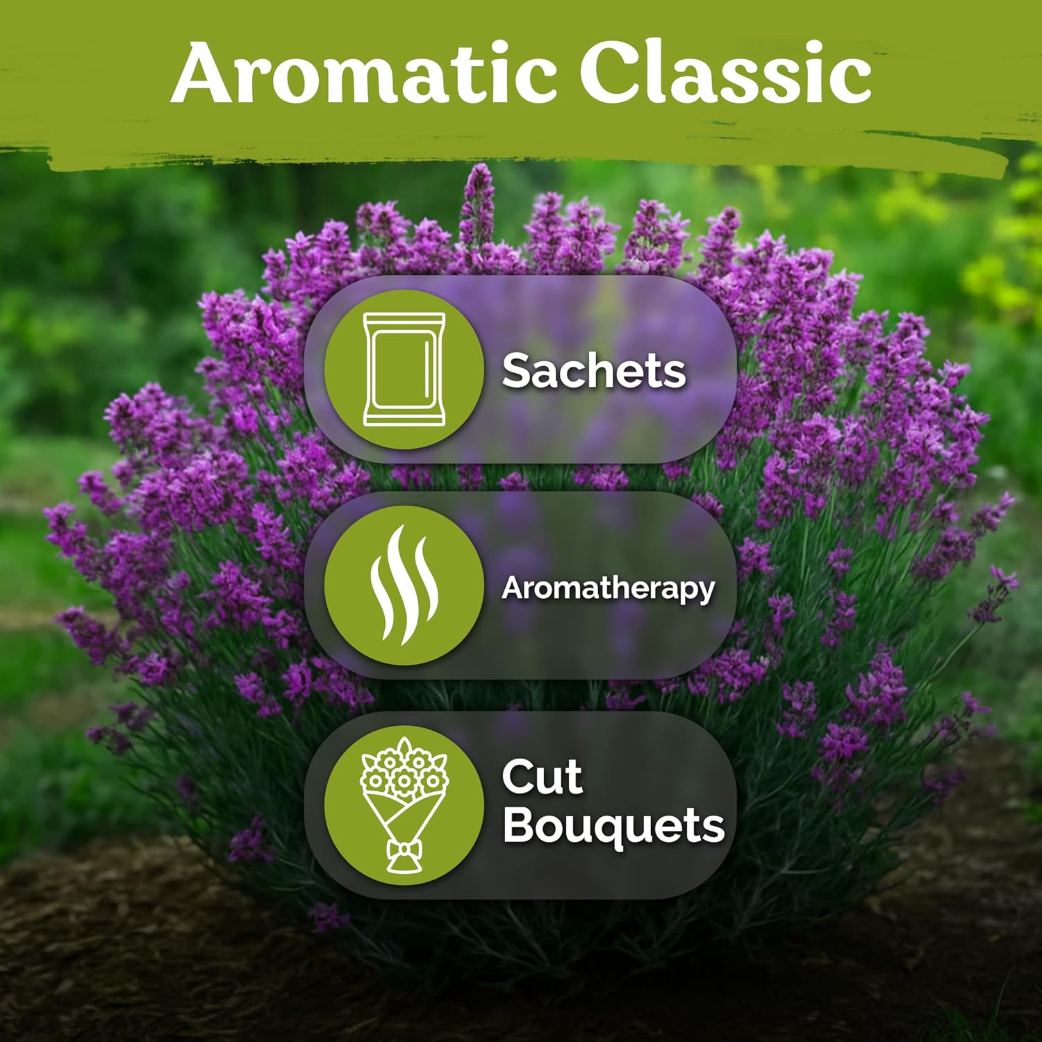 2000 English Lavender Seeds For Planting Outdoor & Indoor (Lavandula Angustifolia) – True Lavender Flowers, Heirloom Perennial, Non-Gmo – Herb Seeds For Outdoor Garden, Flower Beds