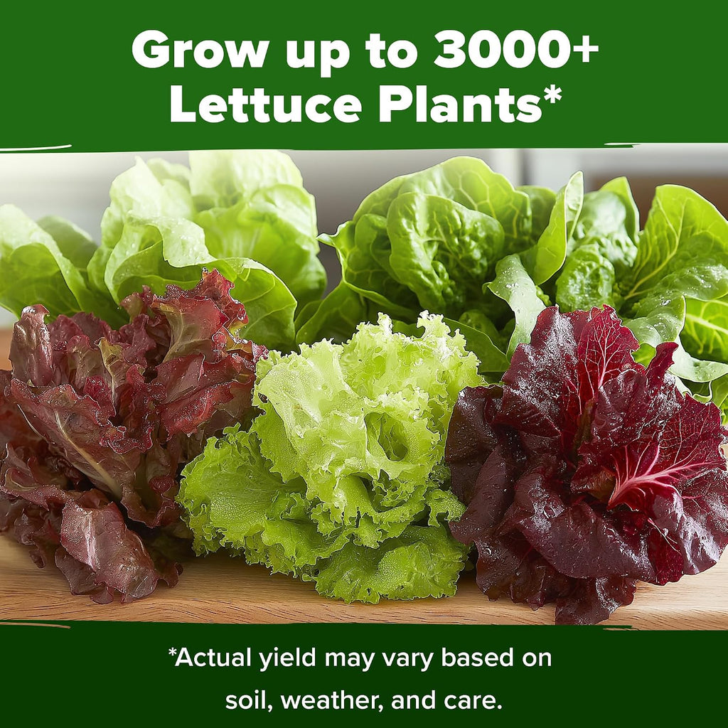 Home Grown Lettuce Seeds 5 Variety Mix 3950+ Bulk Pack Heirloom Non-Gmo, High Germination, Romaine, Bibb, Buttercrunch, Iceberg, Black Seeded Simpson, Indoor Outdoor Hydroponic Garden (Lactuca Sativa)