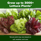 Home Grown Lettuce Seeds 5 Variety Mix 3950+ Bulk Pack Heirloom Non-Gmo, High Germination, Romaine, Bibb, Buttercrunch, Iceberg, Black Seeded Simpson, Indoor Outdoor Hydroponic Garden (Lactuca Sativa)