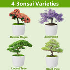 Bonsai Tree Kit, Bonsai Starter Kit With Seeds & Tools, Tree Live Plants Indoor, Gardening Gifts For Women Men Mom Father Plant Lover, Birthday Gifts For Women, Father Day Gifts