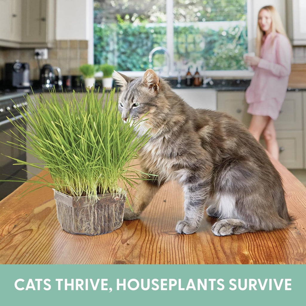 The Cat Ladies Cat Grass For Indoor Cats - Growing Kit - Organic Cat Grass Seeds, Soil And Bpa Free Containers (Non Gmo) - Locally Sourced Seeds! (3 Pack)