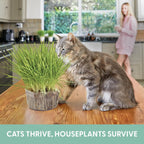 The Cat Ladies Cat Grass For Indoor Cats - Growing Kit - Organic Cat Grass Seeds, Soil And Bpa Free Containers (Non Gmo) - Locally Sourced Seeds! (3 Pack)