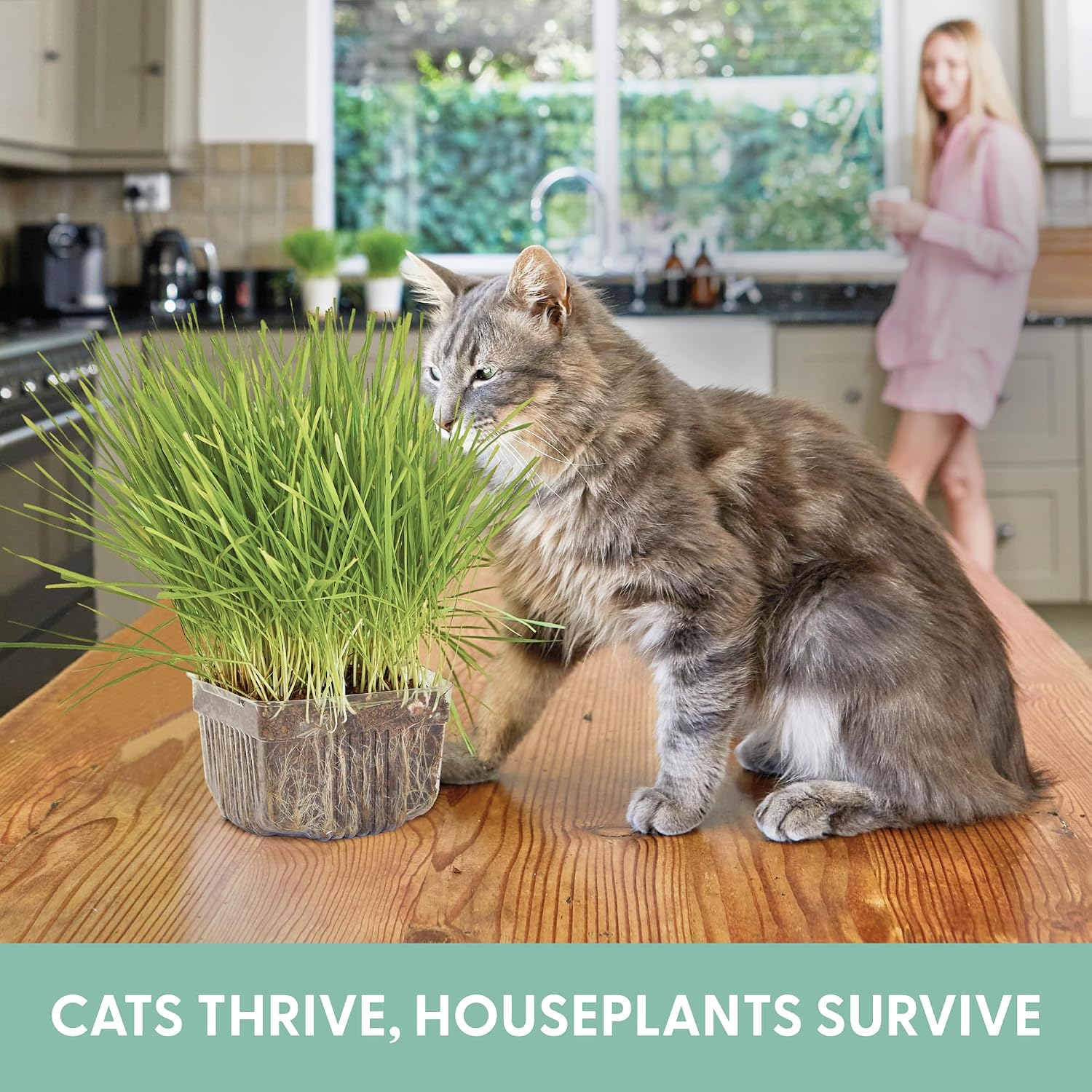 The Cat Ladies Cat Grass For Indoor Cats - Growing Kit - Organic Cat Grass Seeds, Soil And Bpa Free Containers (Non Gmo) - Locally Sourced Seeds! (3 Pack)