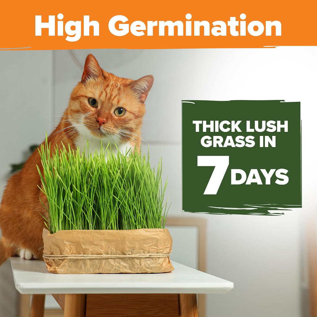 Home Grown Non Gmo 1 Pound Cat Grass 12,700+ Seeds & Kittens Oat & Barley Mix 100% Heirloom, Grow Fresh Kitty For Chewing, Pet Indoor Garden