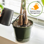 Perfect Plants Money Tree Potting Soil 4Qt | Organic Coco Coir Based Plant Mix For Indoor Trees | Quickly Grow Your Indoor Forest